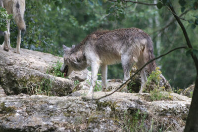 Loup de Mackenzie