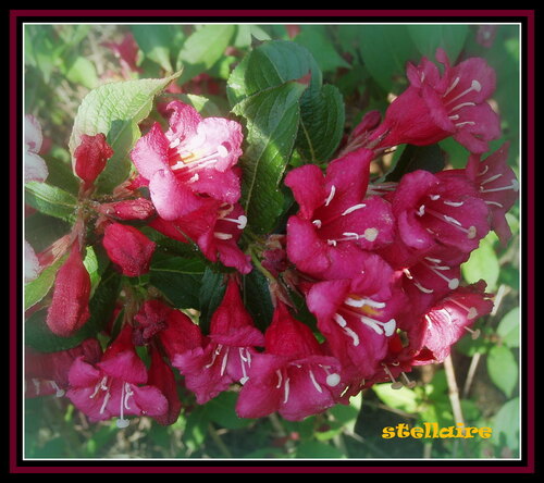 Portraits de fleurs