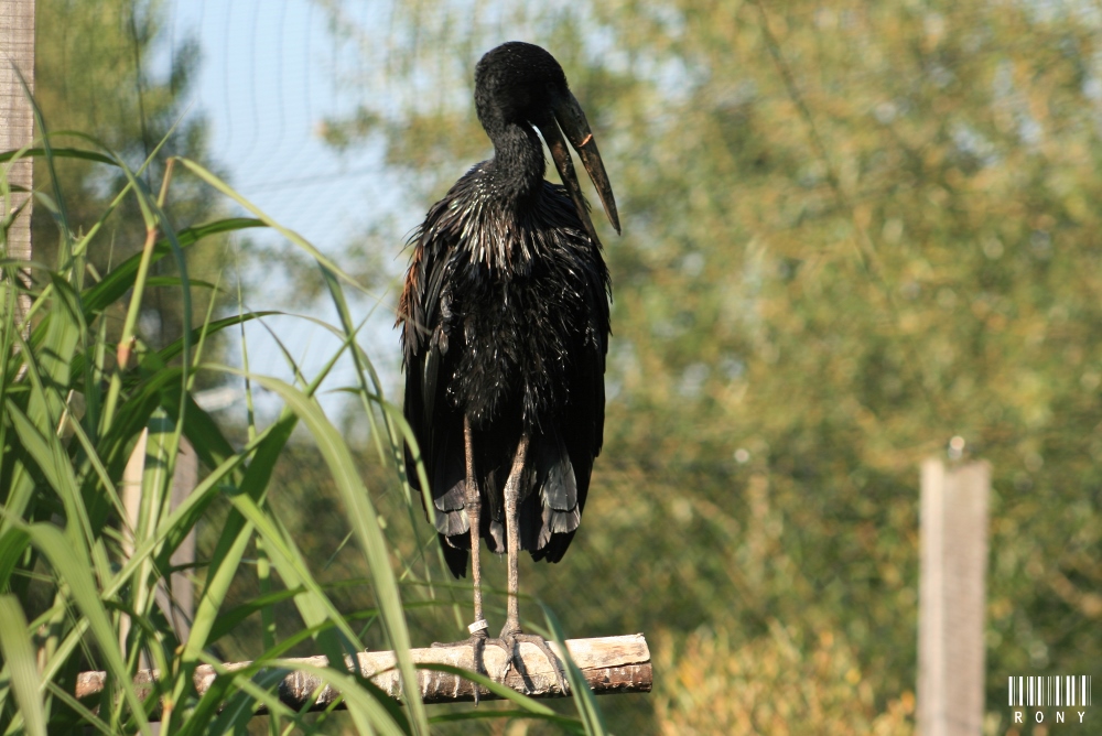 Bec-ouvert Africain (Anastomus Lamelligerus)