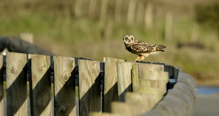 A la recherche du hibou des marais.