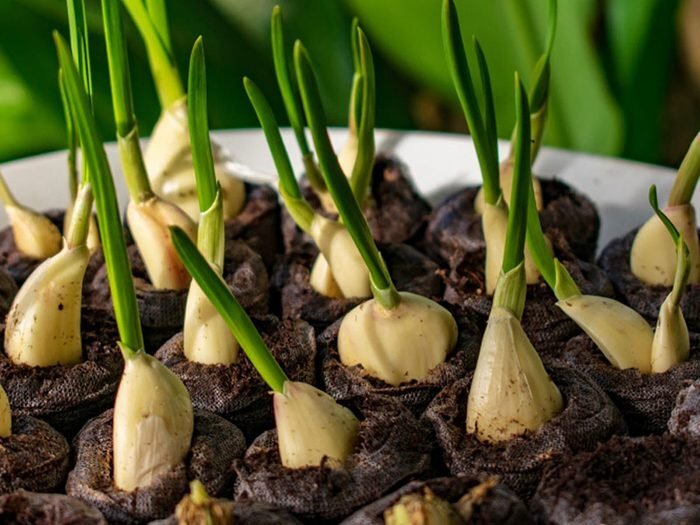 Cultivez l'ail comme plante antiparasitaire pour votre jardin.