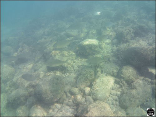 Grèce, vue sous-marine, de la mer Egée