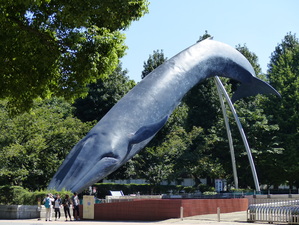 Baleine bleue grandeur nature