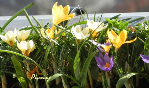 PROMENADE AU MILIEU DES CROCUS DE MON BALCON