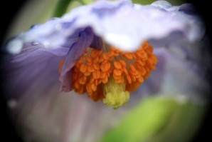 Meconopsis betonicifolia6