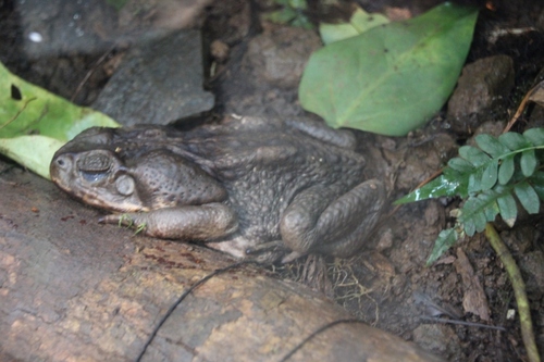 Amphibiens au Costa Rica