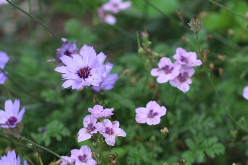 Erodium et catananche