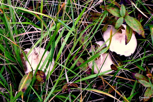 Des beaux champignons !