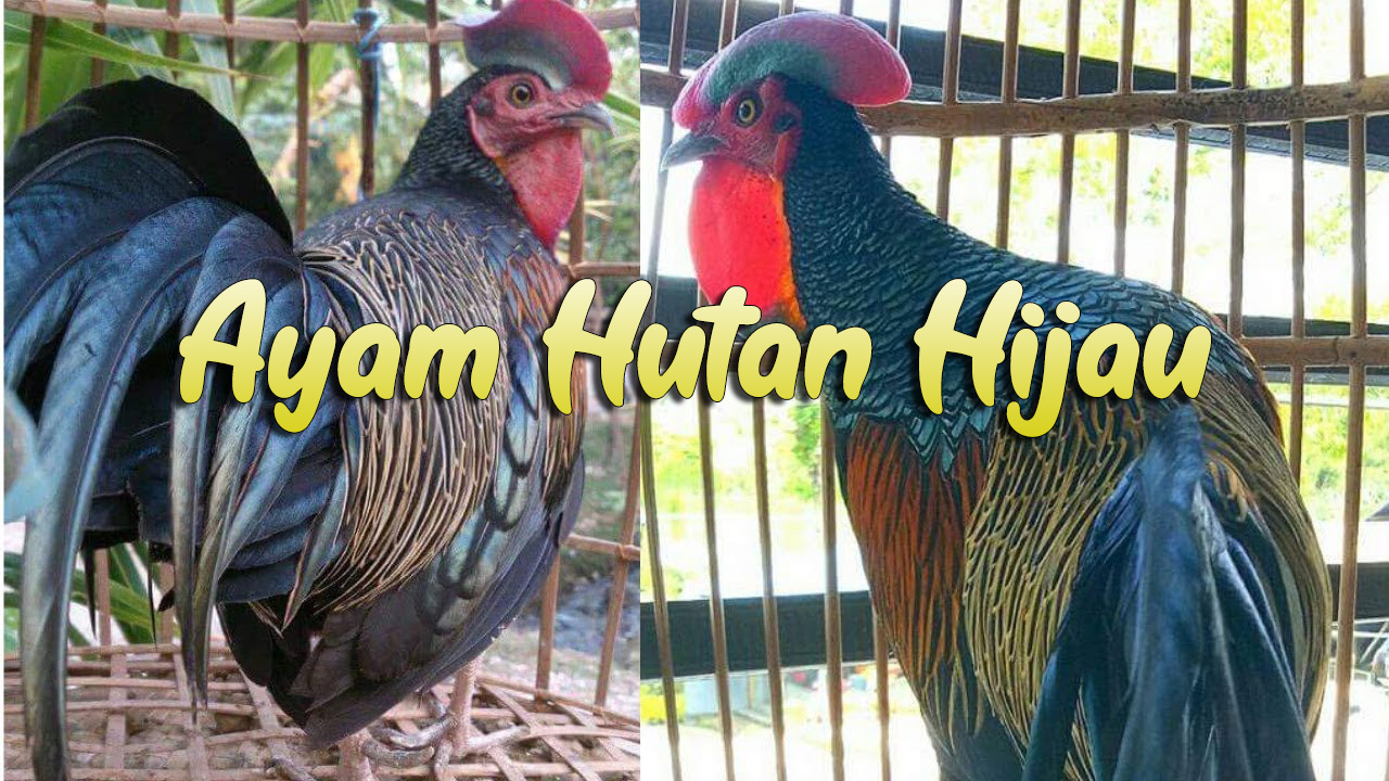 Ayo Mengenal Ayam Hutan Hijau Yang Terkenal Hyper Gohan