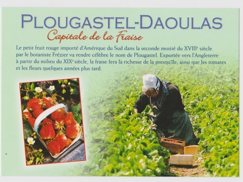 La culture de la fraise a Plougastel-Daoulas