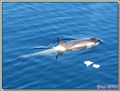 Paradise Bay: rencontre avec des orques épaulards (Killer Whale) - Péninsule Antarctique