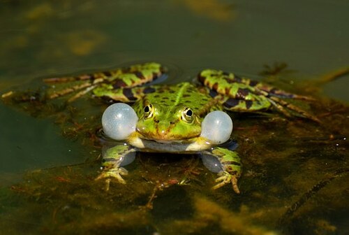 La grenouille et le crapaud