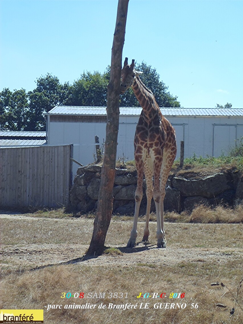 PARC ANIMALIER DE BRANFERE  56190  LE  GUERNO            D   01/04/2017