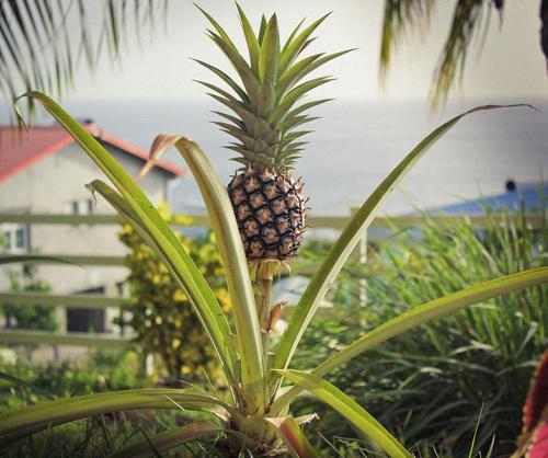 Ananas, plant dans le jardin d'une maison martiniquaise