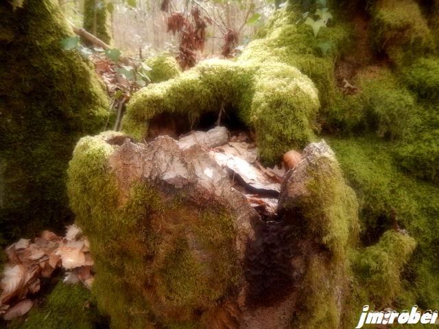 Nature : Promenons nous dans le bois.......