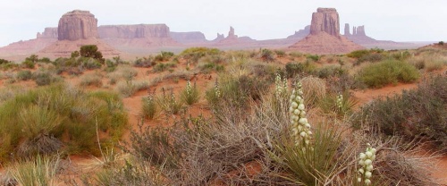 CAPTEUR DE REVES EN ARIZONA