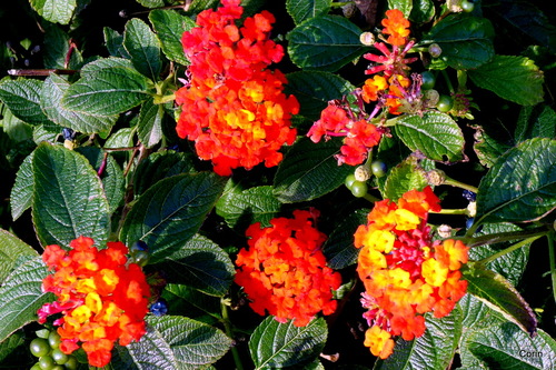 Fleurs du lantana 