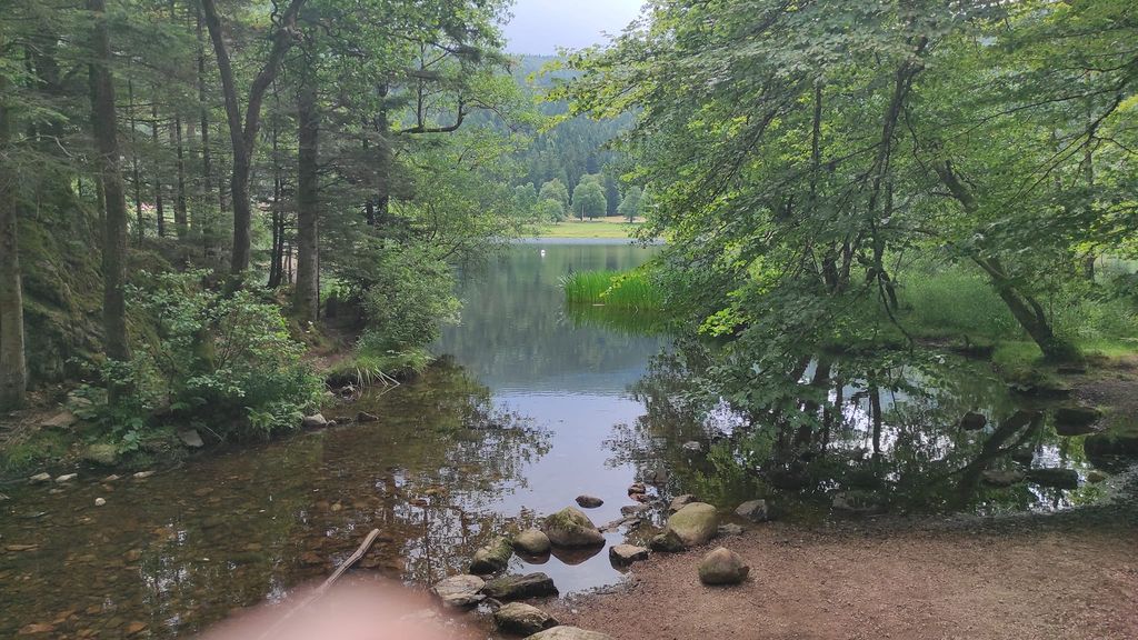 Dans les Vosges.