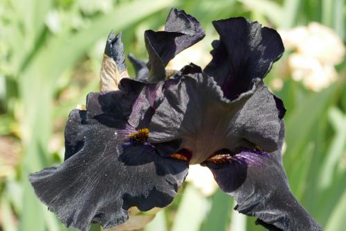 Le cartoscope du mercredi 24 mai 2023