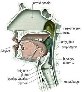 http://www.journaldunet.com/science/biologie/dossiers/06/0608-langage/app-phonatoire.jpg