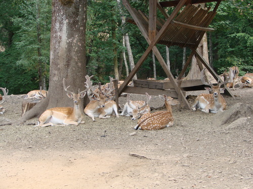 Parc animalier de Saint-Hubert