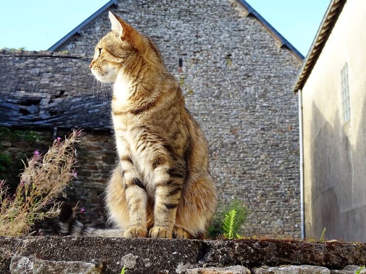 Dimanche c'est Chat