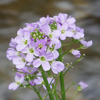 Cardamine à feuilles de radis