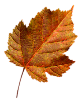 Tubes feuilles