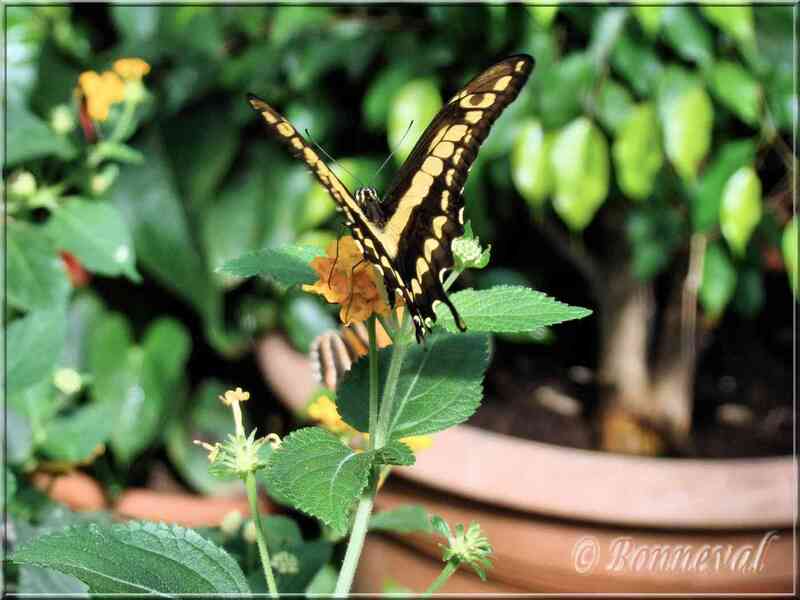¨Papillons tropicaux Papilio heraclides cresphontes thoas
