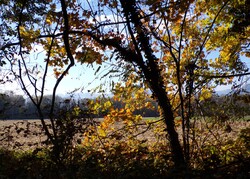 L'automne et Novembre s'écoulent tranquillement 