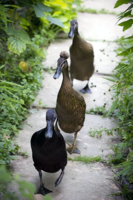 Animaux à plumes : oies, poules, poussins, oiseaux...