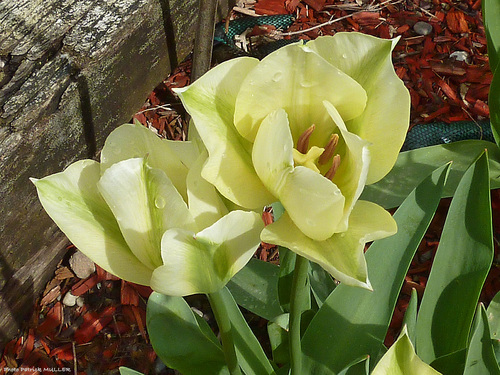 C'est l'époque des Tulipes et des iris.