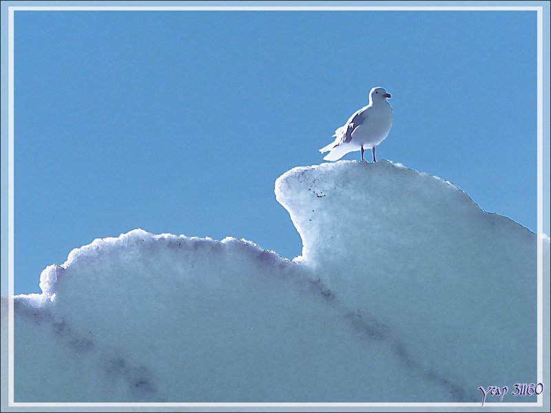 Goéland bourgmestre, Glaucous Gull (Larus hyperboreus) ??? - Crocker Bay - Devon Island - Baffin Bay - Nunavut - Canada