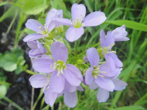 Fleurs roses