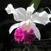 Rhyncholaeliocattleya - Laura Bush - Salle des orchidées  - Botanic Garden des US - WDC