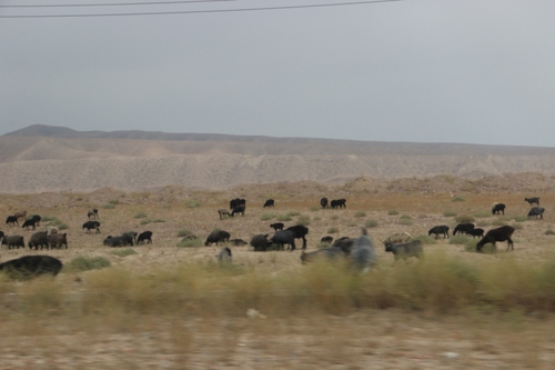 De Ferghana à Tachkent, en passant par le col Kamtchik