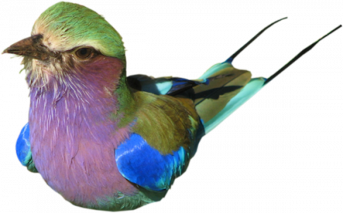 Tubés állatos képek