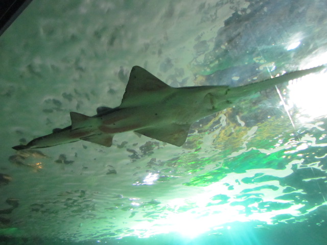 L'AQUARIUM DE LA ROCHELLE .