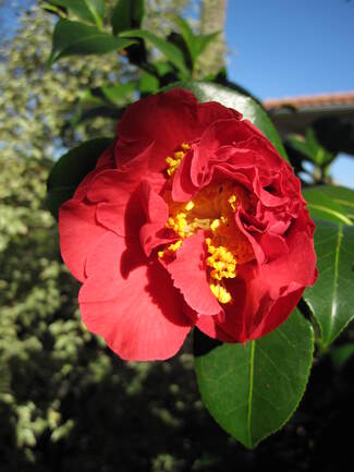 Camellia x williamsii ' Blood of China '