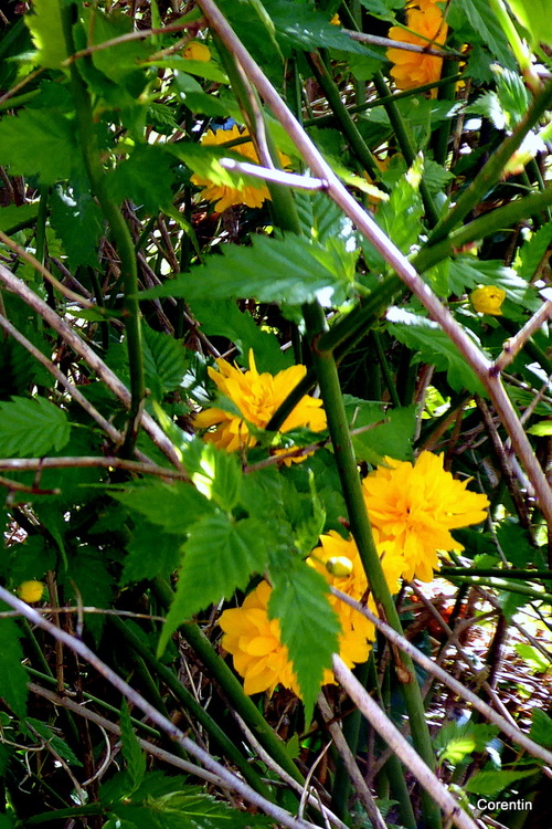 Les fleurs jaunes de la corête du Japon