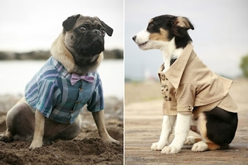 rover-dog-stylish-clothing-1