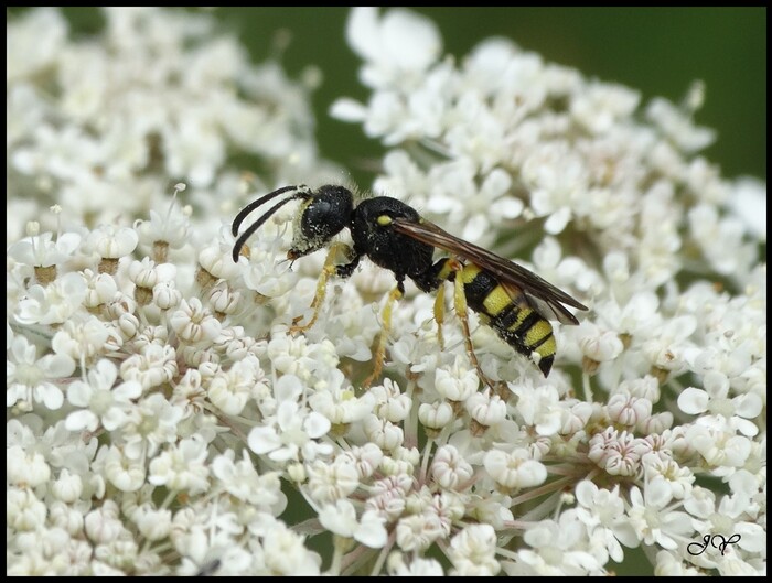 Cerceris rybyensis