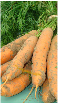 PARMENTIER DE POMMES DE TERRE ET CAROTTES PRIMEUR