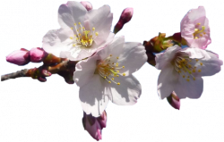 Tube fleurs