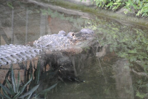 L'alligator du Mississippi.