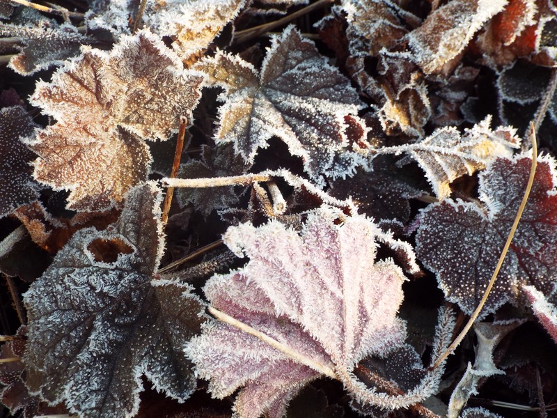 La magie du givre ...