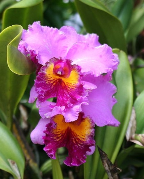 Fleurs cultivées : Orchidées