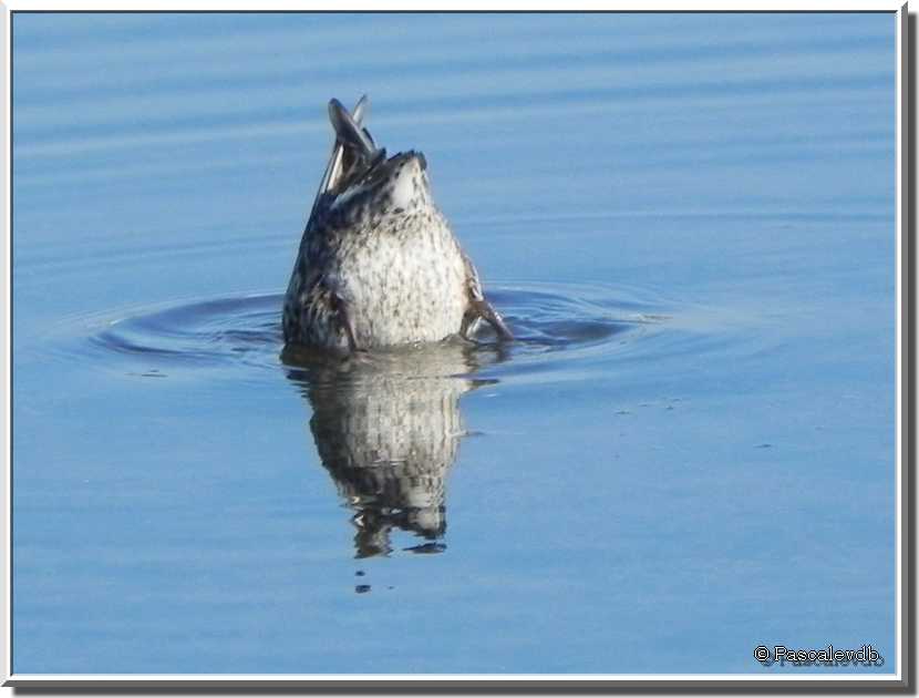 Sortie au parc ornitho du Teich 