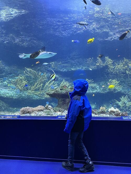 Aquarium Biarritz 1