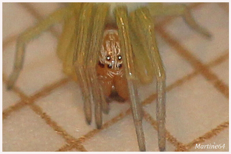 Araignée : Nigma puella